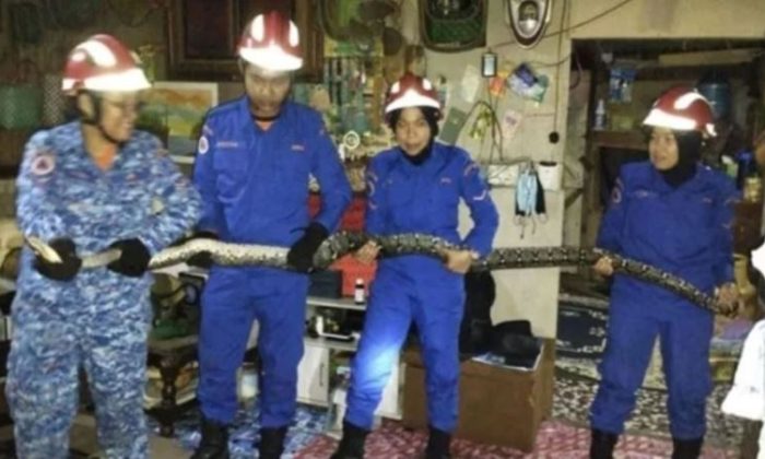 Tavan çöktü dev yılan kafalarına düştü  | KURUMSALHABER.COM.TR